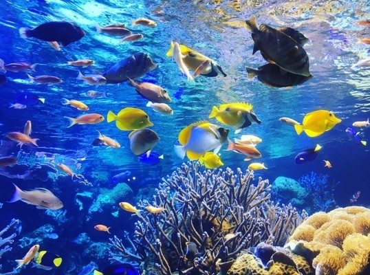 おうち水族館で瞑想タイム